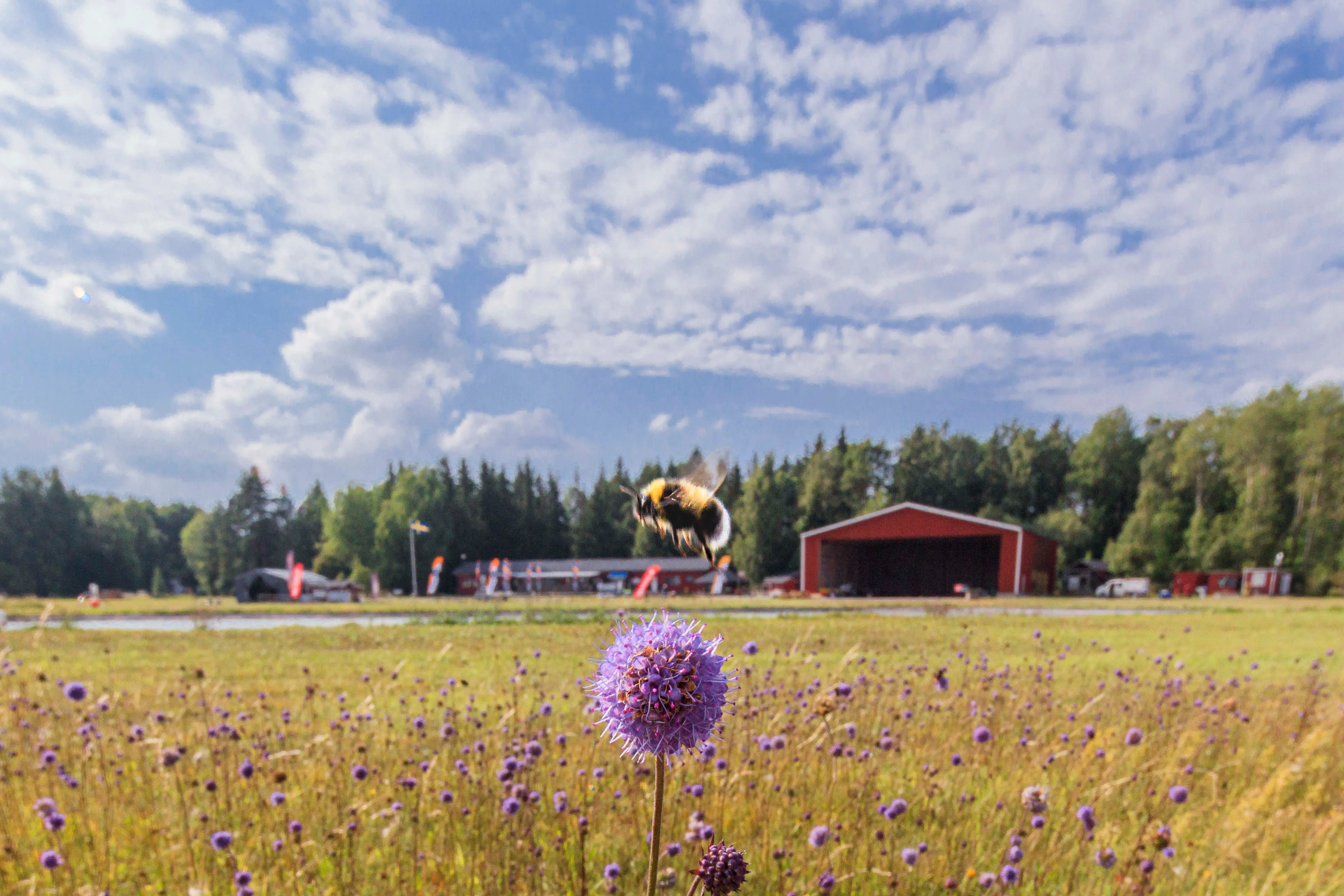 En humla på Gryttjoms flygfält utanför Tierp.