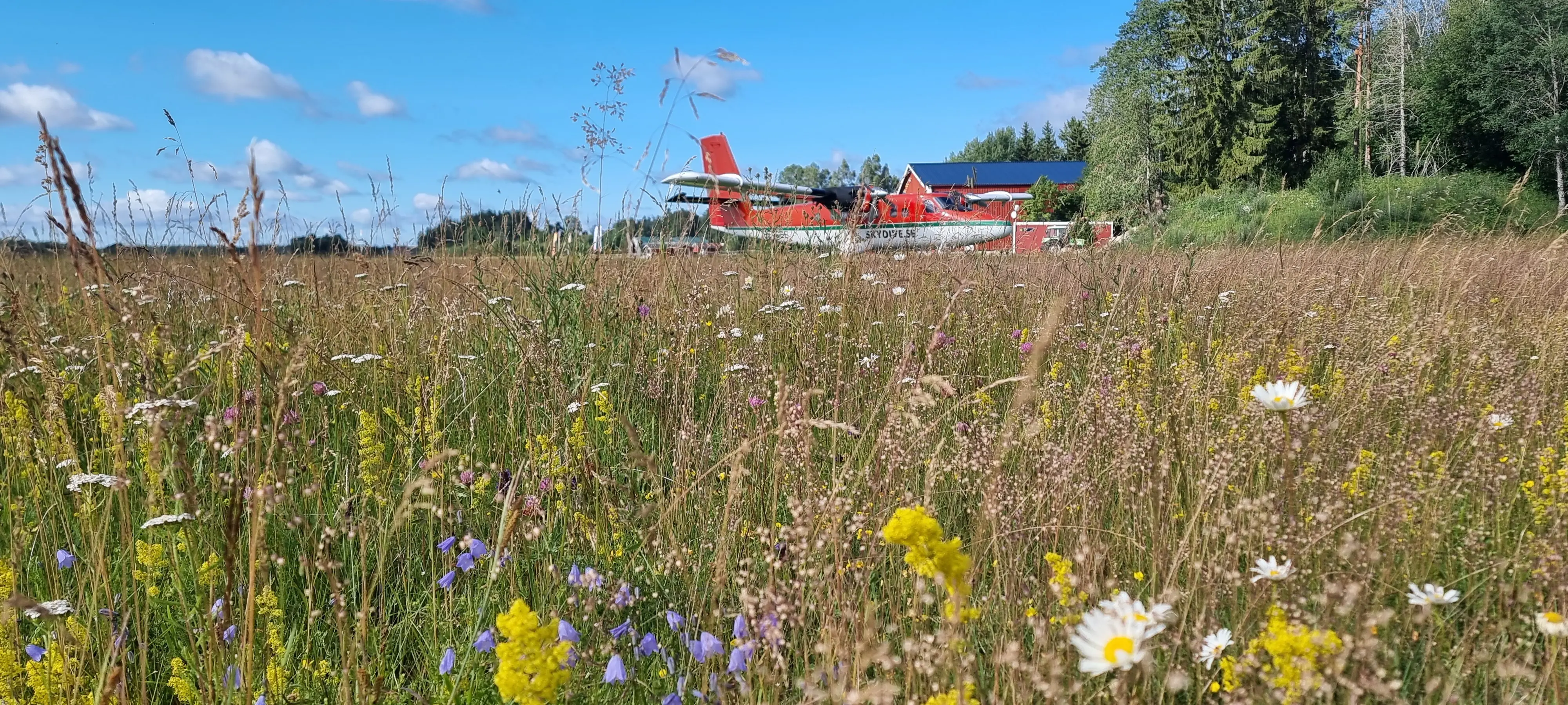 En härlig blomsteräng på Gryttjoms flygfält utanför Tierp.