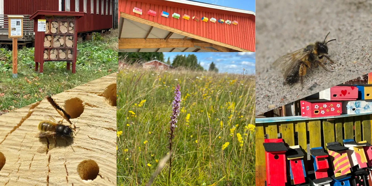 Ett kollage med insektshotell och fågelholkar på Gryttjom.