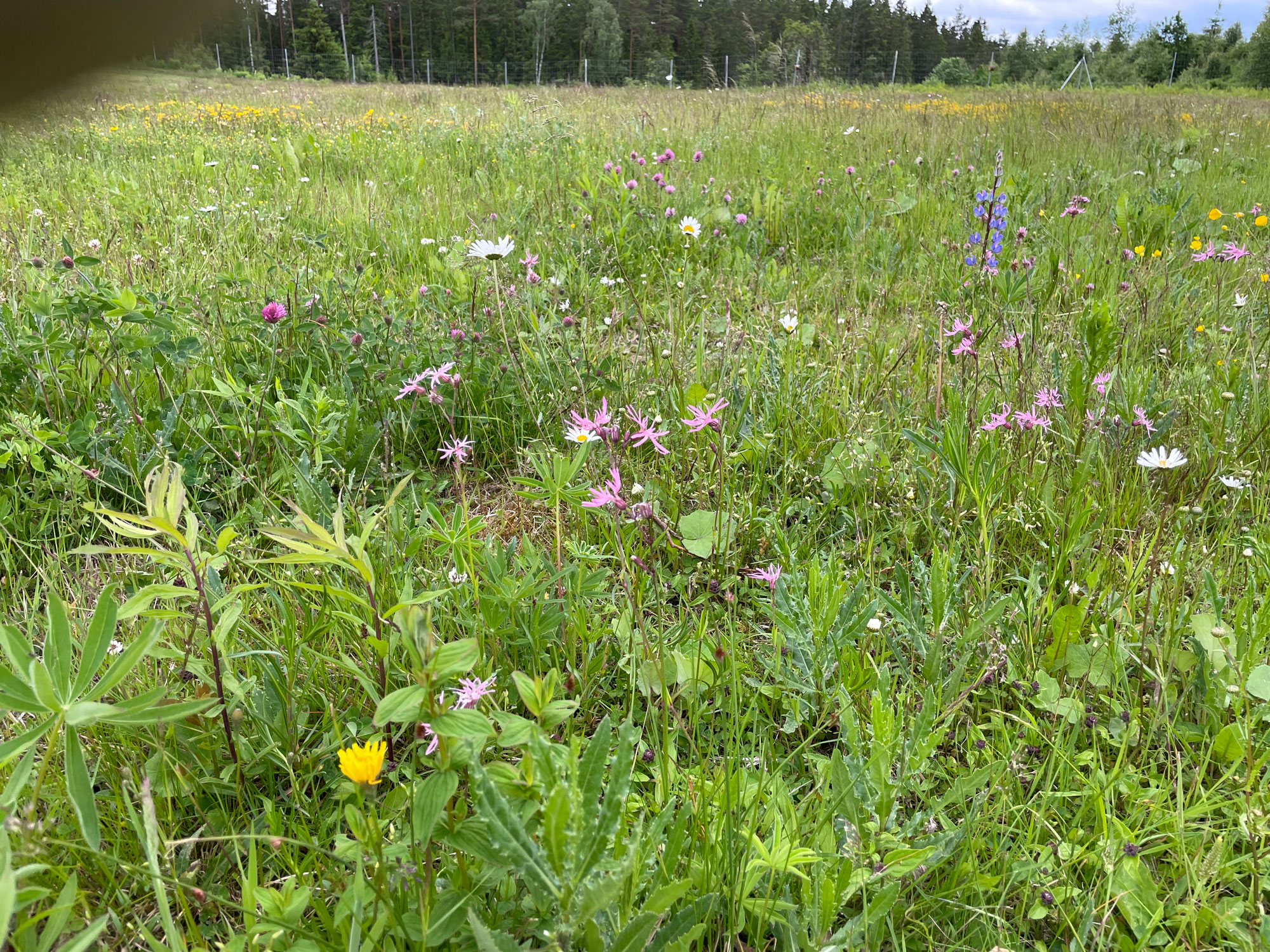 Fullt av ängsblommor i bana 04.