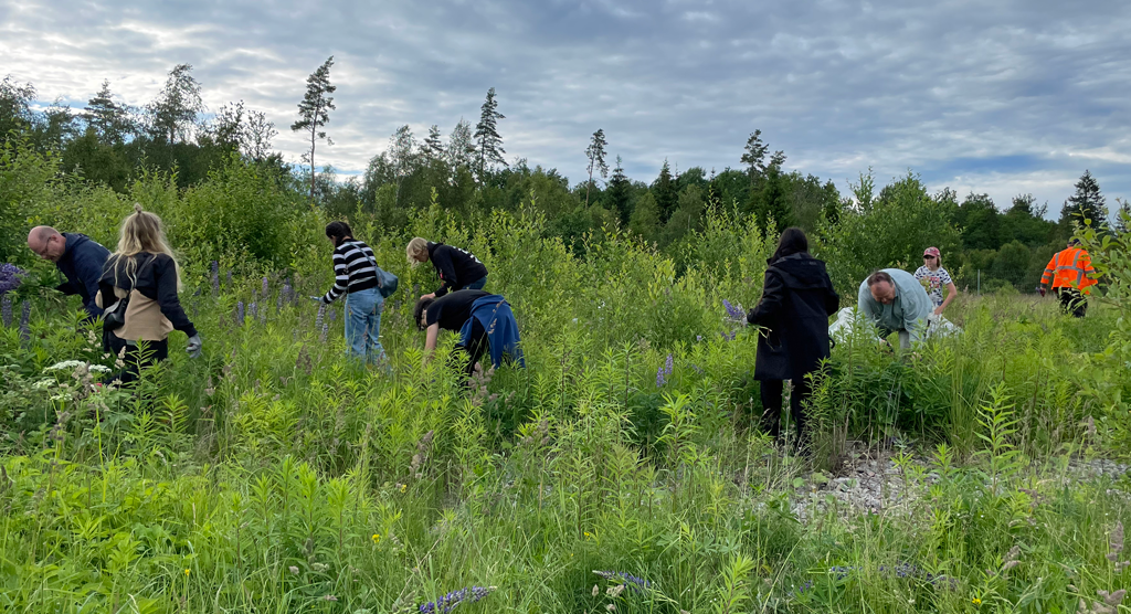 Lupinröjare på Borås flygplats.
